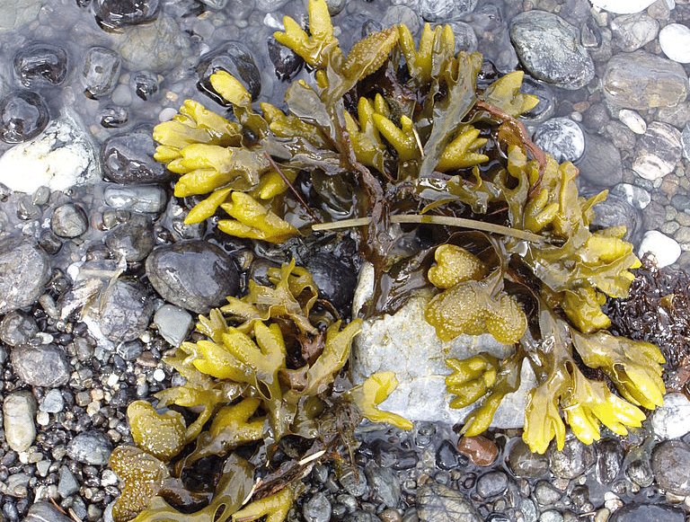 bladderwrack lectin blocker