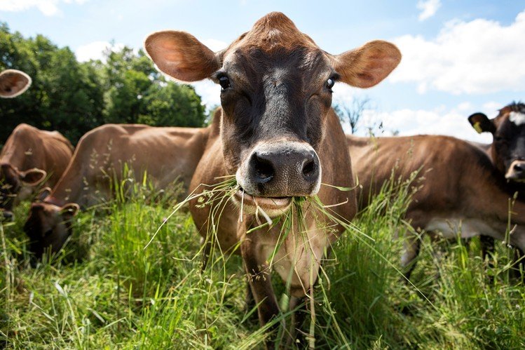 Happy Grass Fed Cows