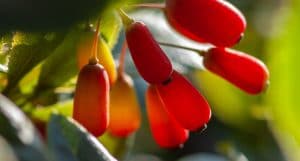 Indian Barberry Root Barberine - one of the seven main ingredients in Metabolic Advanced