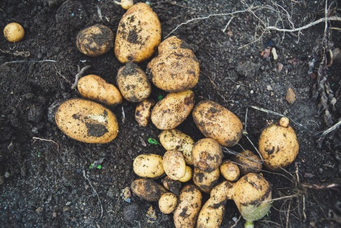 A bunch of potatoes freshly harvested, still covered in dirt.