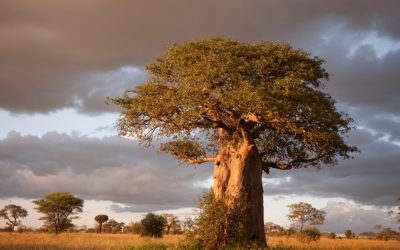 7 Undeniable Baobab Health Benefits (You Won’t Believe #5)